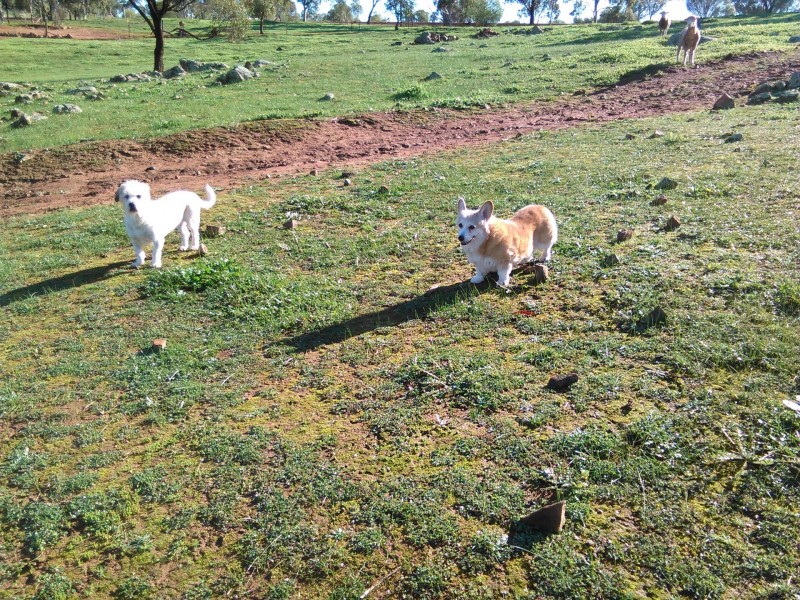 301 COONDLE DRIVE, Toodyay WA 6566