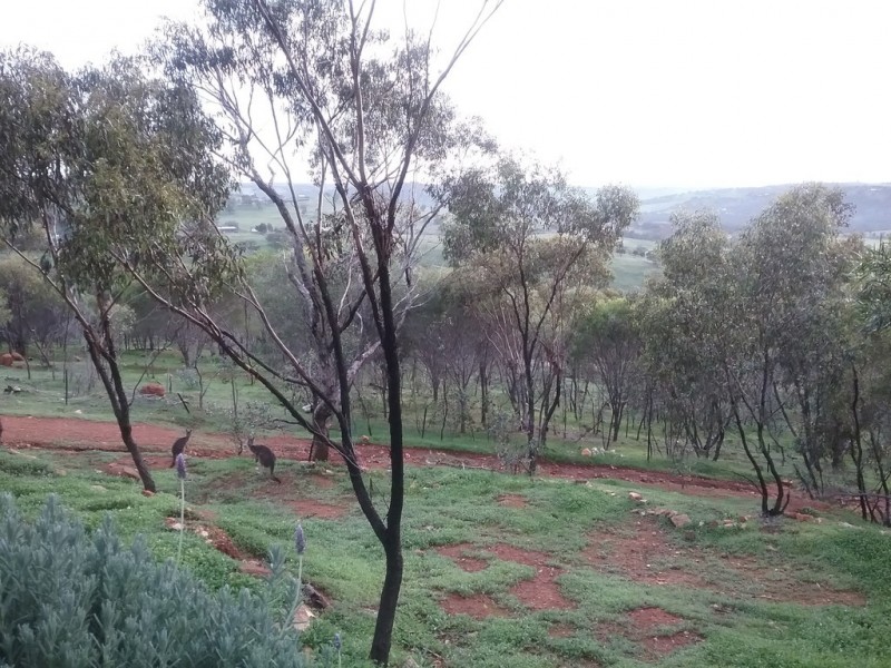 158 Timber Creek Crescent, Toodyay WA 6566