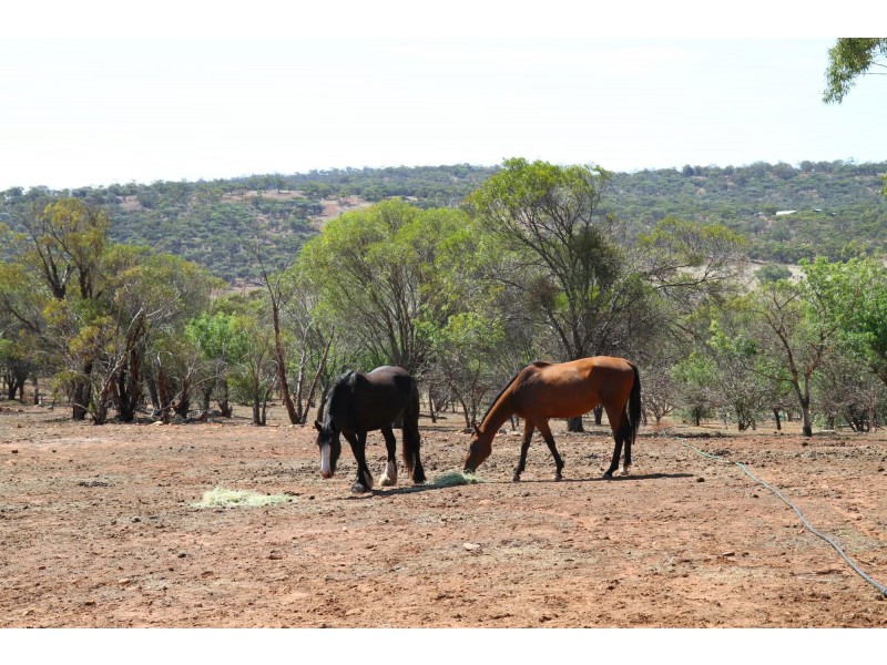 35 Wellington Street, Toodyay WA 6566