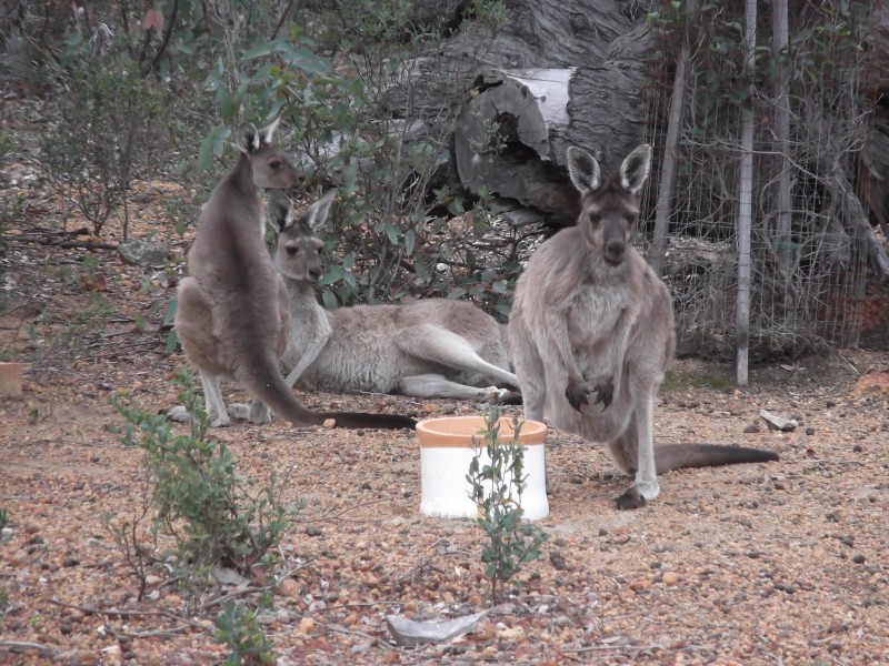 80 Ridley Circle, Toodyay WA 6566