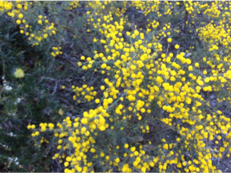 114 Frank Venn Road, Toodyay WA 6566