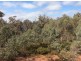 36 Hibbertia Place, Toodyay WA 6566