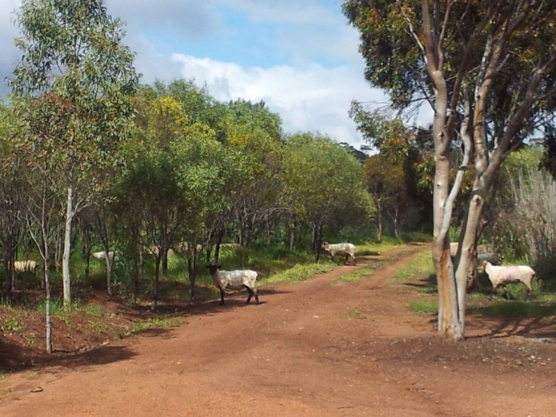 290 Railway Road, Toodyay WA 6566