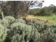 14 MEADOW PLACE, Toodyay WA 6566