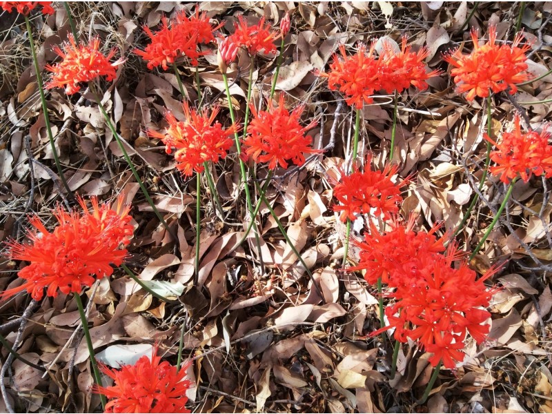 Lot 9 Sand Spring Road, Toodyay WA 6566