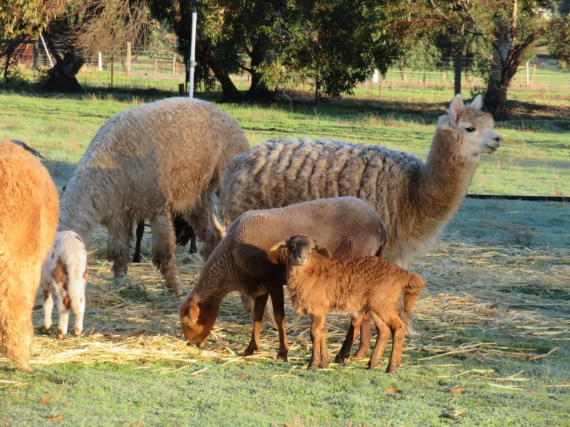 121 (Lot 1 Whitfield Rd, Toodyay WA 6566
