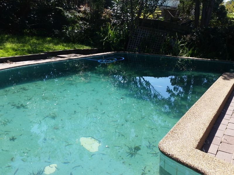 89 Arabella Street, Longueville NSW 2066