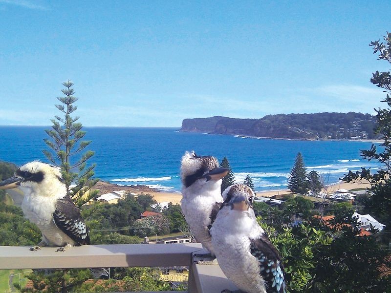 58 Tramway Road, North Avoca NSW 2260