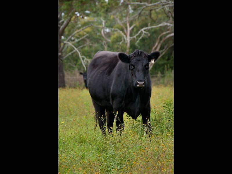 Kulnura NSW 2250