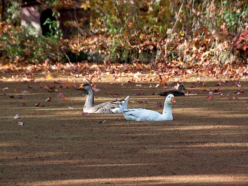 83 Finns Road, Kulnura NSW 2250