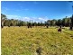 439 Tuckean Island Road, Green Forest NSW 2471