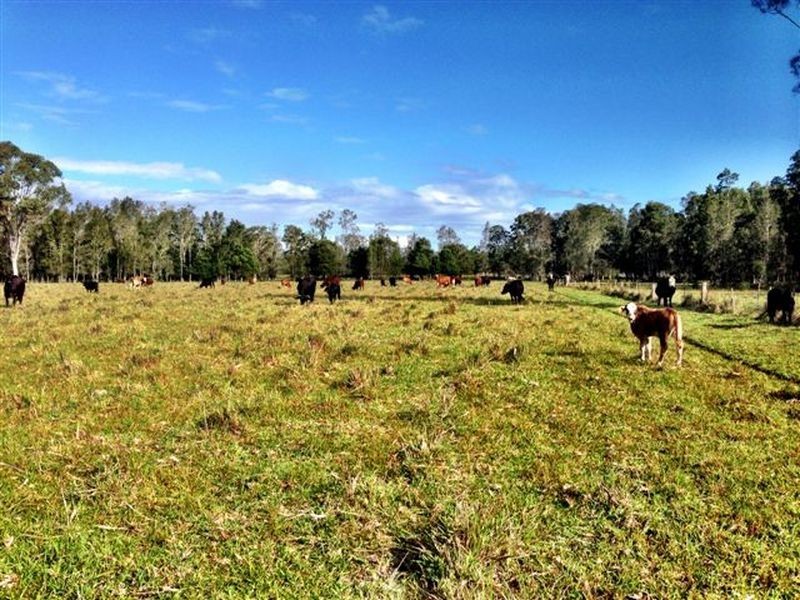 439 Tuckean Island Road, Green Forest NSW 2471