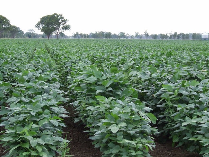 Lot 59 & 60/335 Shannon Brook Rd, Casino NSW 2470