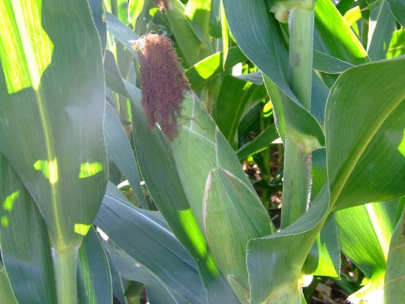 Lot 59 & 60/335 Shannon Brook Rd, Casino NSW 2470