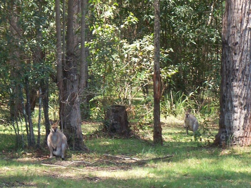 Lot 3 Whites Road, Woodburn NSW 2472