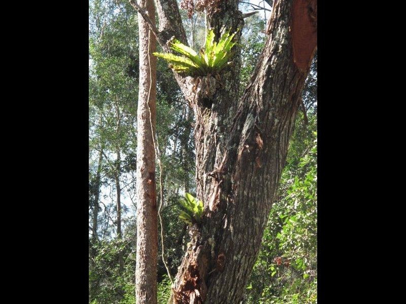 120 Brickella Road Trustums Hill VIA, Woodburn NSW 2472