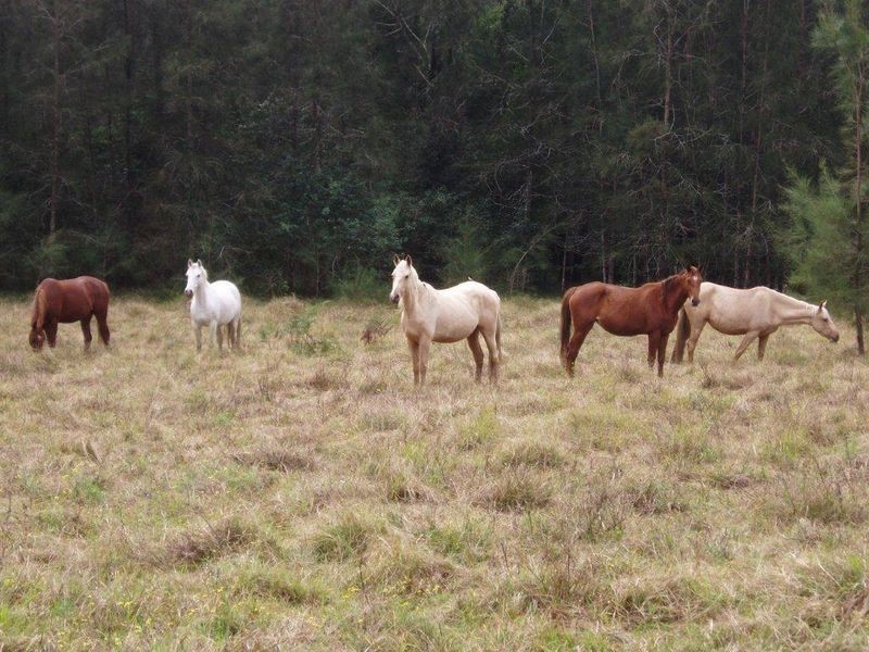 120 Brickella Road Trustums Hill VIA, Woodburn NSW 2472