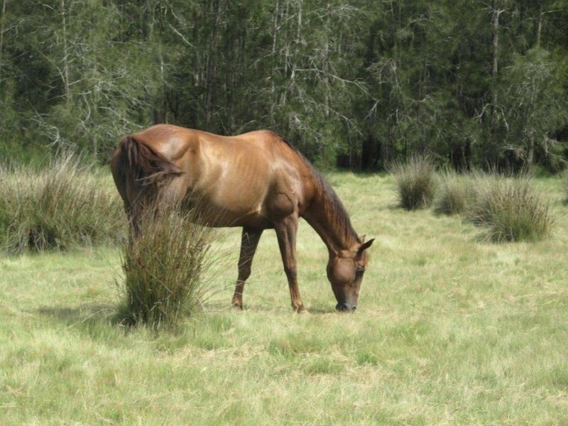 120 Brickella Road Trustums Hill VIA, Woodburn NSW 2472