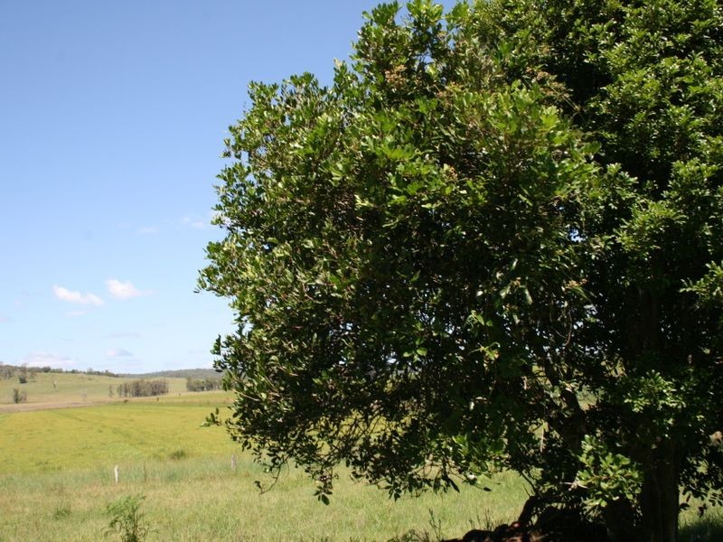 Bungawalbin NSW 2469