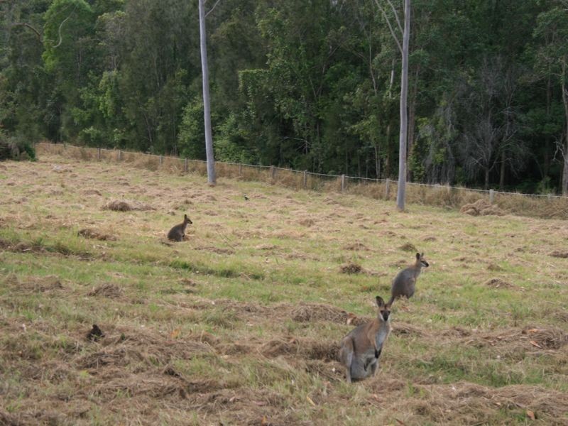 165 Whites Road, New Italy NSW 2472