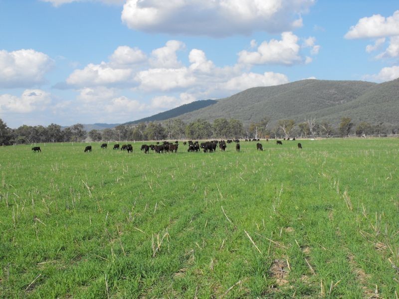 8691 Bruxner Highway, Tenterfield NSW 2372