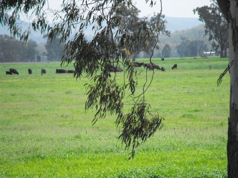 8691 Bruxner Highway, Tenterfield NSW 2372