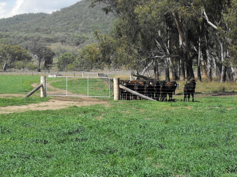 8691 Bruxner Highway, Tenterfield NSW 2372