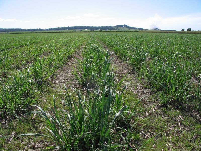 101 3 & 14/ Casurina Drive, Swan Bay NSW 2471