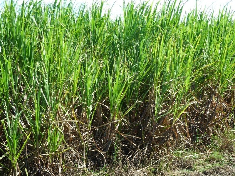 101 3 & 14/ Casurina Drive, Swan Bay NSW 2471