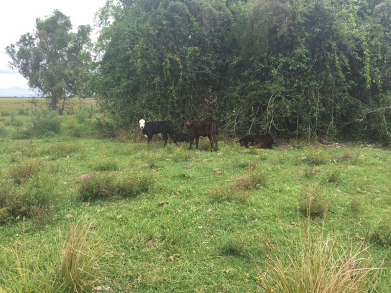 102DP838039 & 4/Lot 4 DP96 Swan Bay – New Italy Road, Woodburn NSW 2472