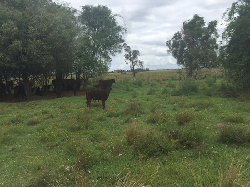 102DP838039 & 4/Lot 4 DP96 Swan Bay – New Italy Road, Woodburn NSW 2472