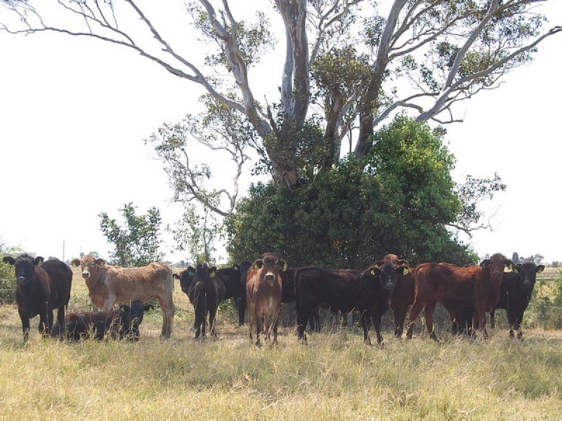 1 Boyters Lane, Woodburn NSW 2472