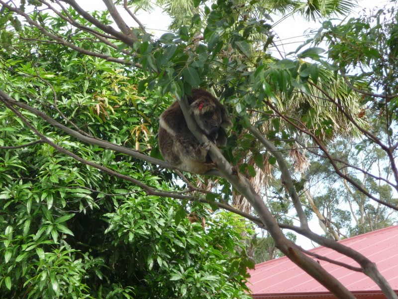 21-23 Riley’s Hill Road, Broadwater NSW 2472