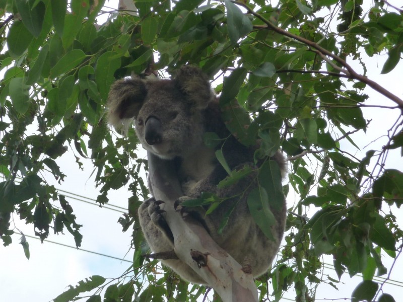 21-23 Riley’s Hill Road, Broadwater NSW 2472