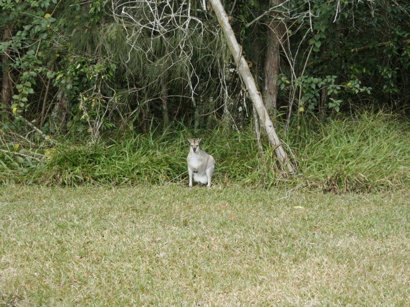 Lot 3 Whites Road, Woodburn NSW 2472