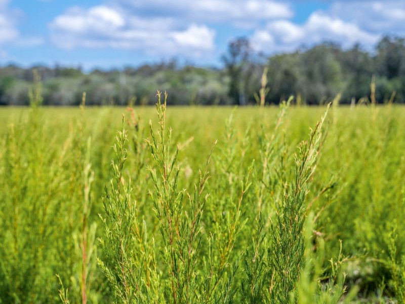 2670 Bungawalbin Whiporie Rd, Gibberagee NSW 2469