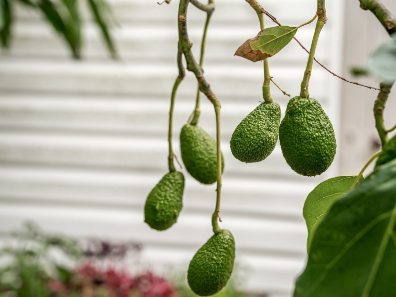 15 Cedar Street, Evans Head NSW 2473