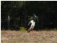650 Bungawalbin Whiporee Rd, Bungawalbin NSW 2469