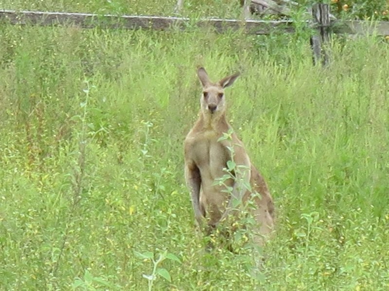 52 Glasgow Road, South Maclean QLD 4280