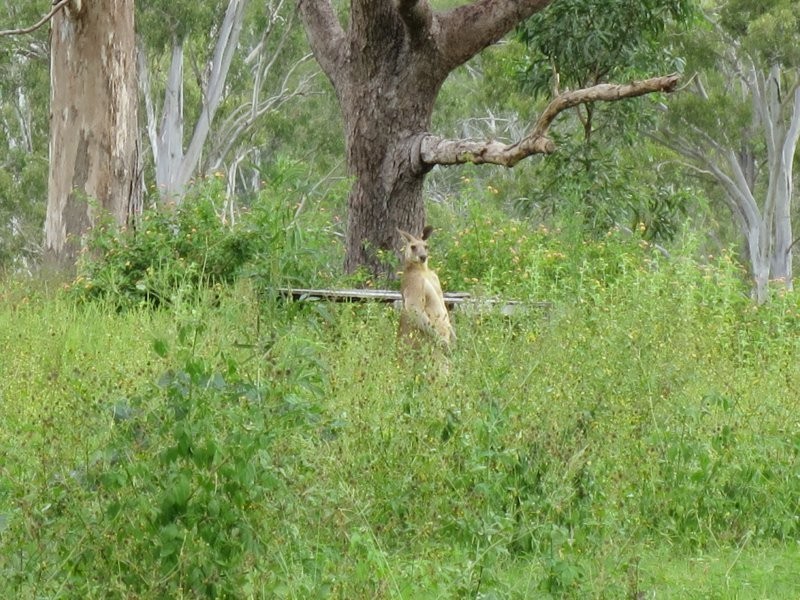 52 Glasgow Road, South Maclean QLD 4280