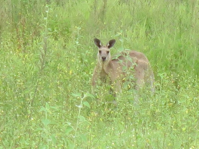 52 Glasgow Road, South Maclean QLD 4280