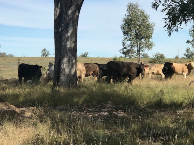 1683 Beebo Seventeen Mile Road, Beebo QLD 4385