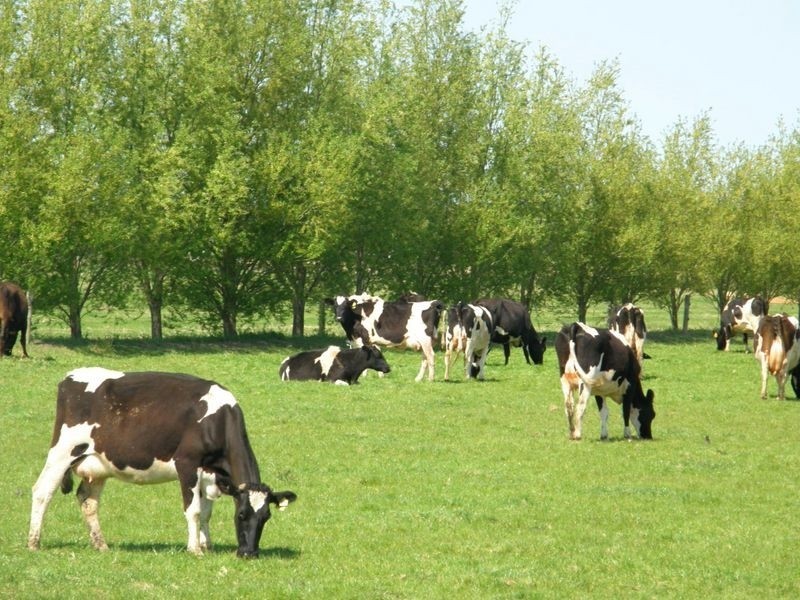 Traralgon-Maffra Road, Tinamba VIC 3859