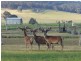 204 Luckmans Road, Boisdale VIC 3860