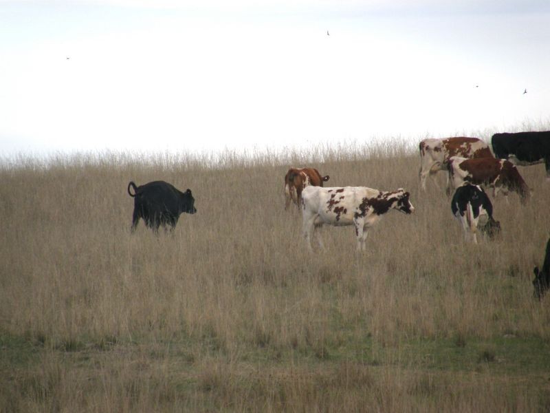 Kentucky Road, Newry VIC 3859