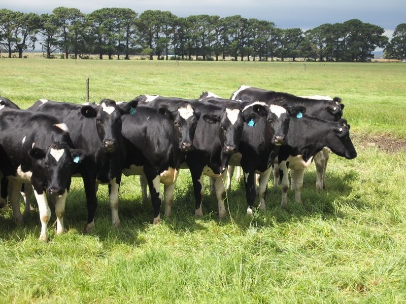 833 Sale Cowwarr Road, Nambrok VIC 3847