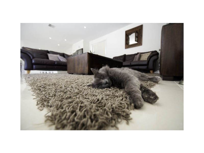 7 Octoman Street, Forde ACT 2914