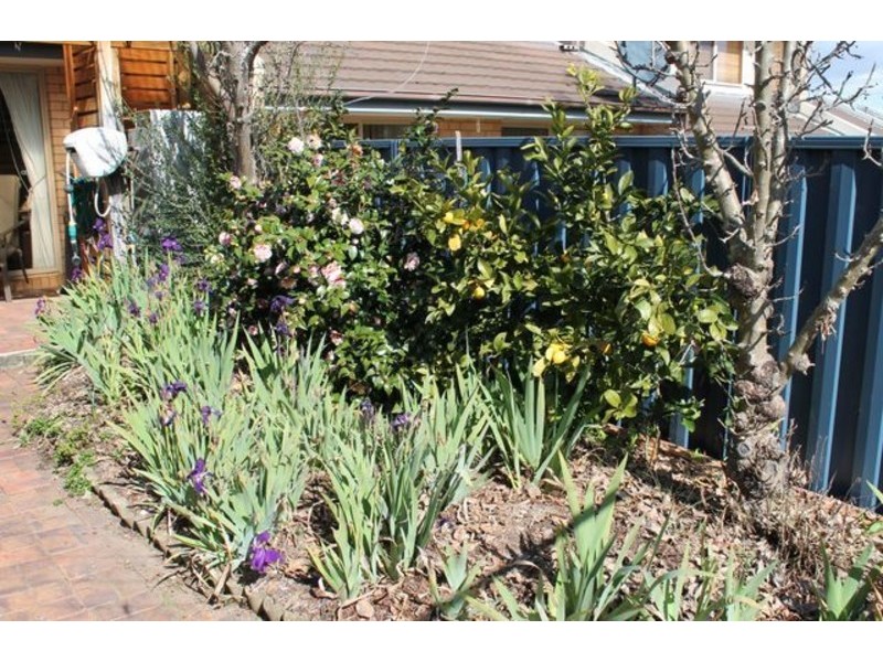 17 Burin Street, Ngunnawal ACT 2913