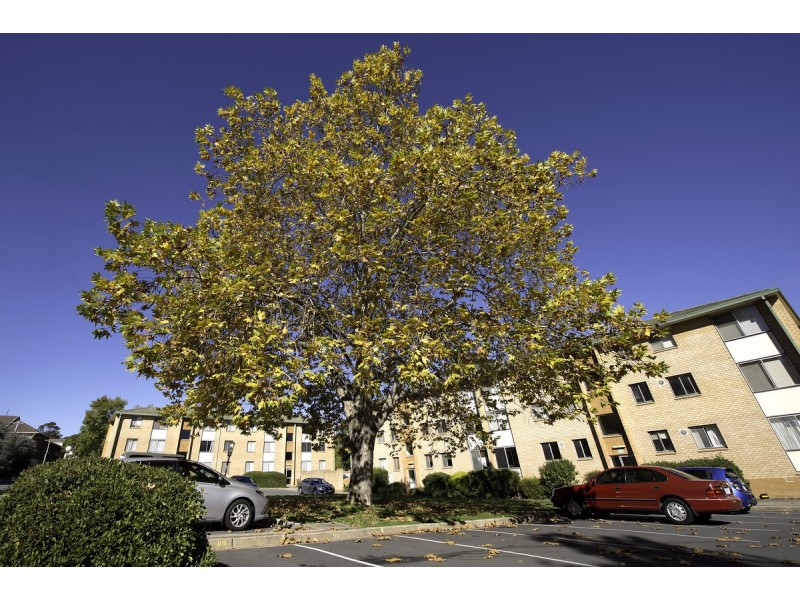 69/3 Waddell Place, Curtin ACT 2605