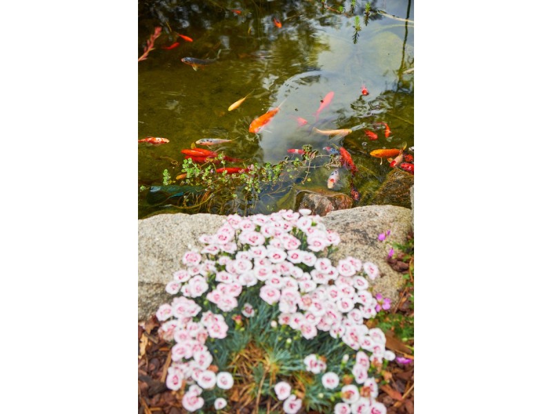 49 Duralla Street, Bungendore NSW 2621